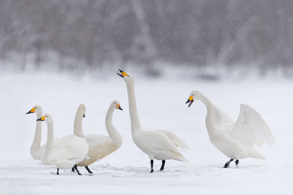A group of six whooper swans, found at Threave Estate. In the middle of the photo, a swan raises its neck and calls. The swan to the far right stretches its wings.
