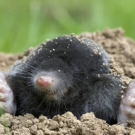 A velvety mole peeps out of a hole in the earth, with two large front paws resting either side. It has a pointed pink nose with whiskers.