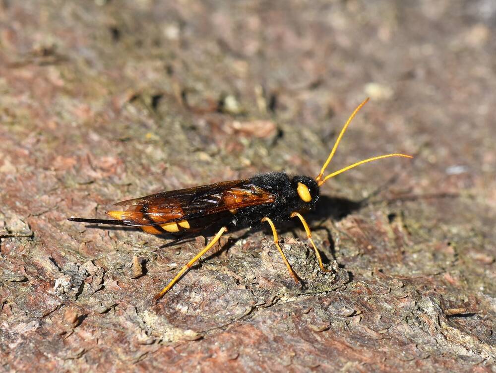 A large wood wasp crawls along the bark of a pine tree. Its brownish wings are folded over its yellow and black body. It has yellow legs and yellow antennae.