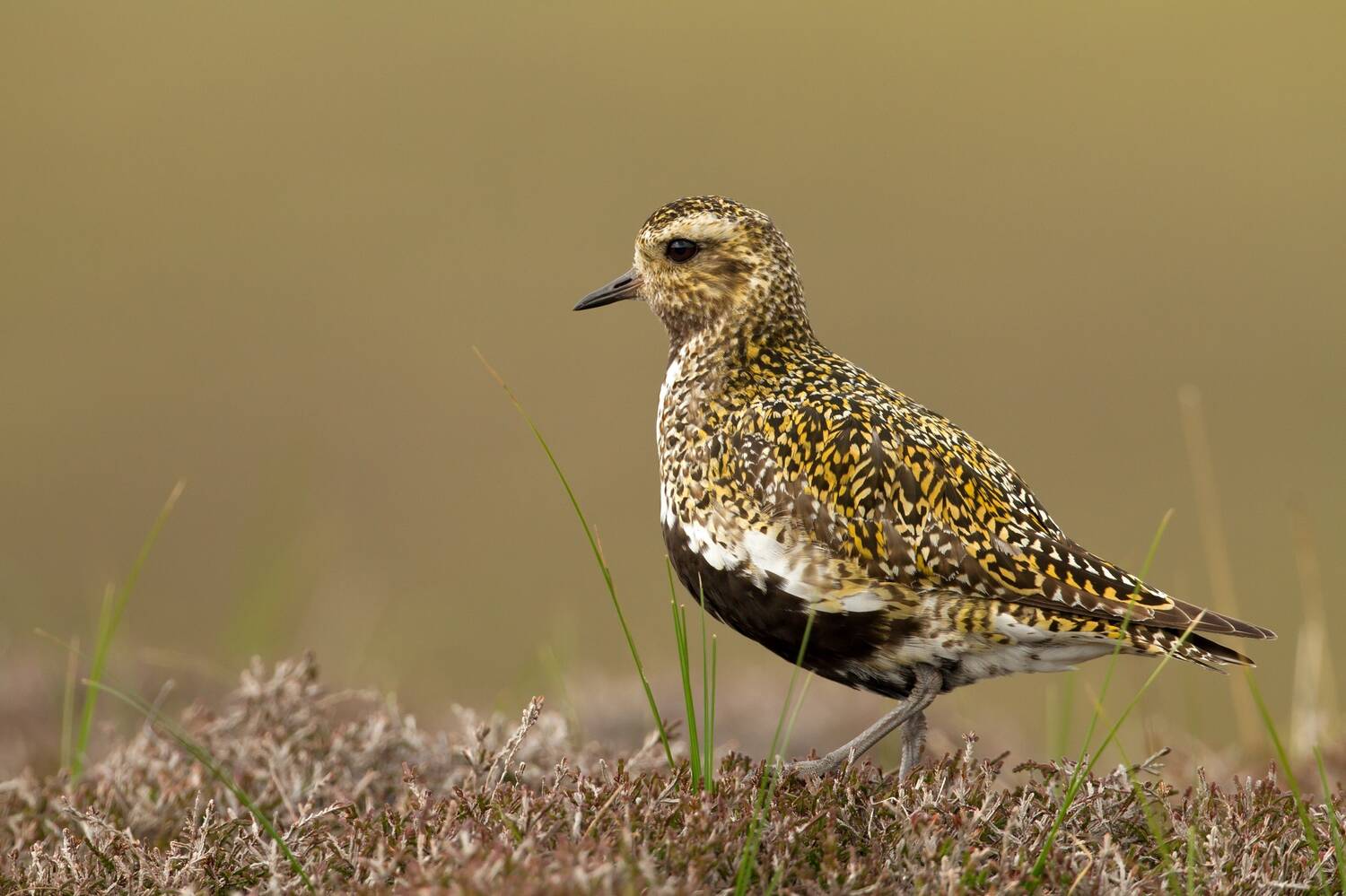 A small bird stands on a mossy rock with occasional blades of grass growing through. The bird has a golden and black speckled back, with a black tummy and small round head.