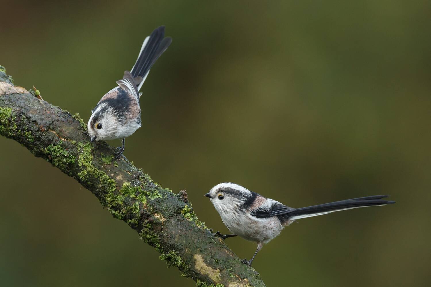 Two long-tailed tits stand on a lichen-covered branch. Both extend their tails fully behind them. They have pale tummies, with pink and black markings on their bodies. They also have a little orange stripe above their eyes.