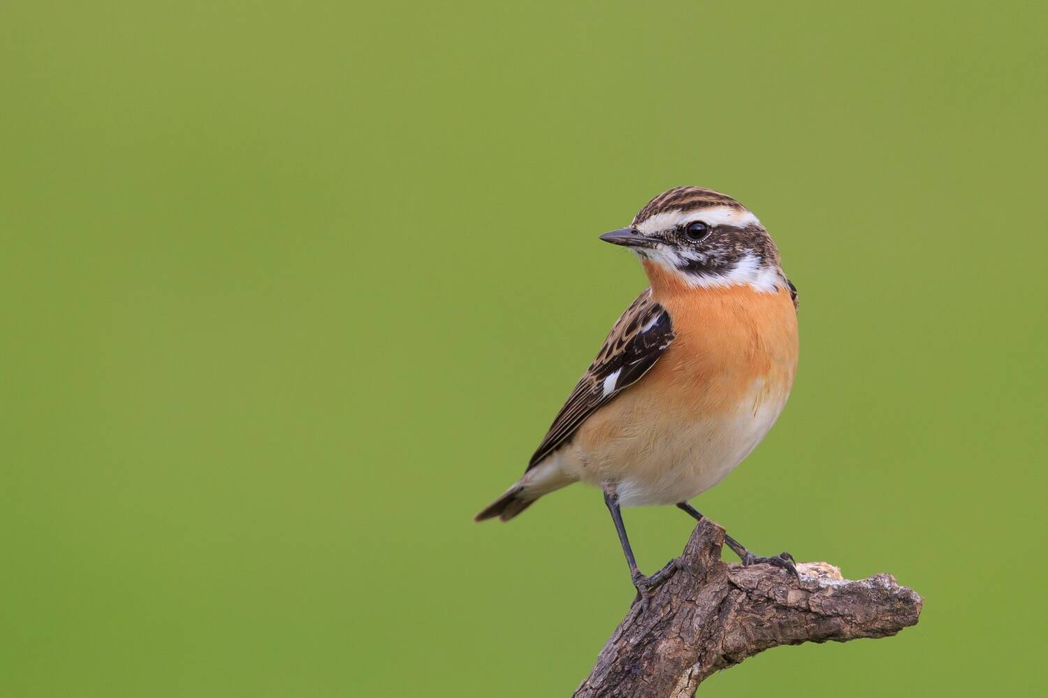 A little sparrow-sized bird perches on the end of a wooden twig, against a bright green background. It has an orange chest and white brown stripes on its face.