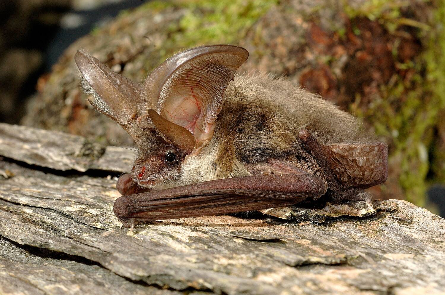 A bat rests on a rough log, with a mossy tree stump in the background. The bat has very large, almost translucent ears, with the pink veins visible. They are 'pricked up' above its head. It has a furry brown body, and its wings are folded at the sides.