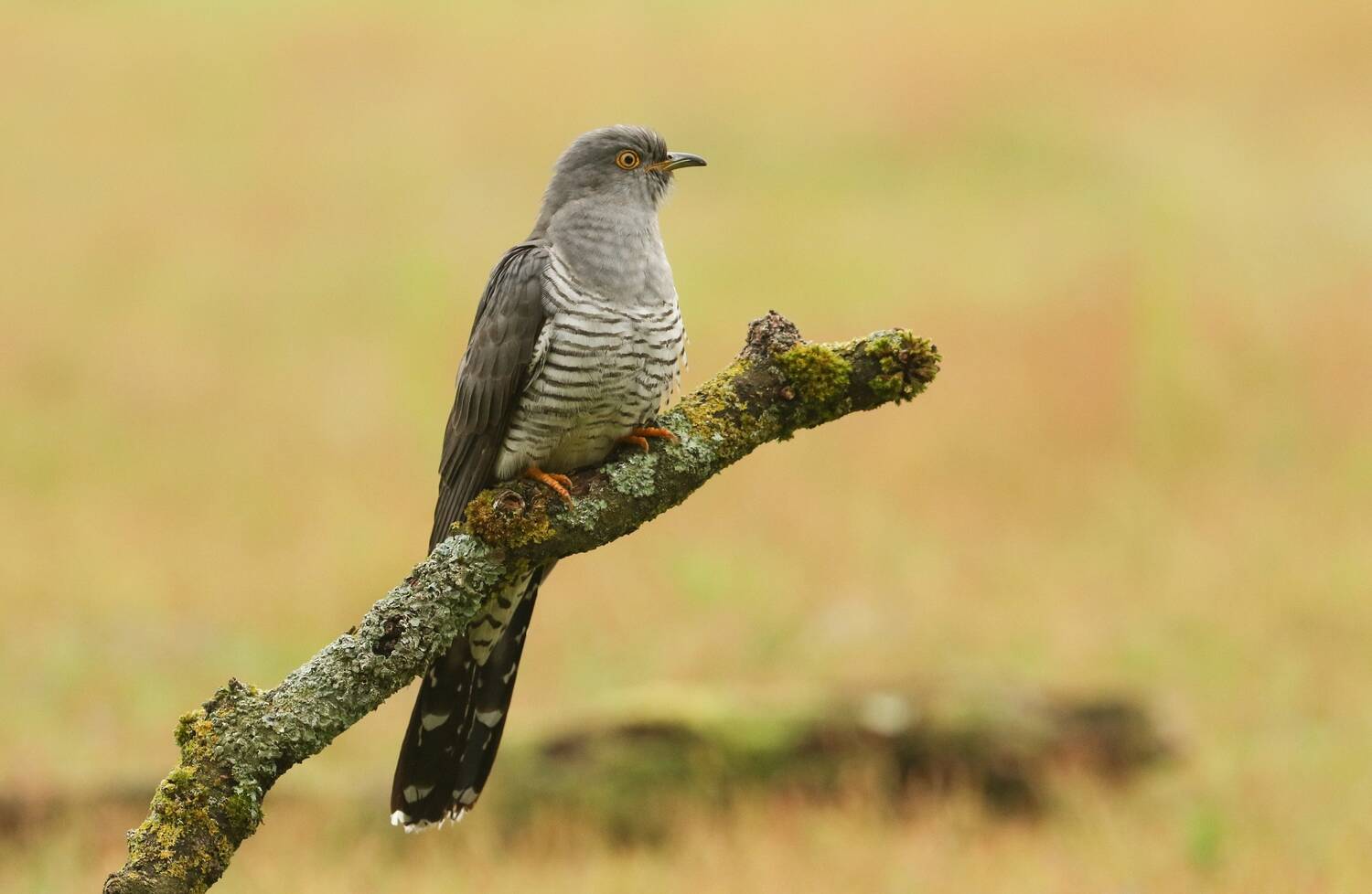 A cuckoo perches on a moss- and lichen-covered branch. It has a grey and white stripe pattern across its chest, and its long grey tail hangs down behind the branch.