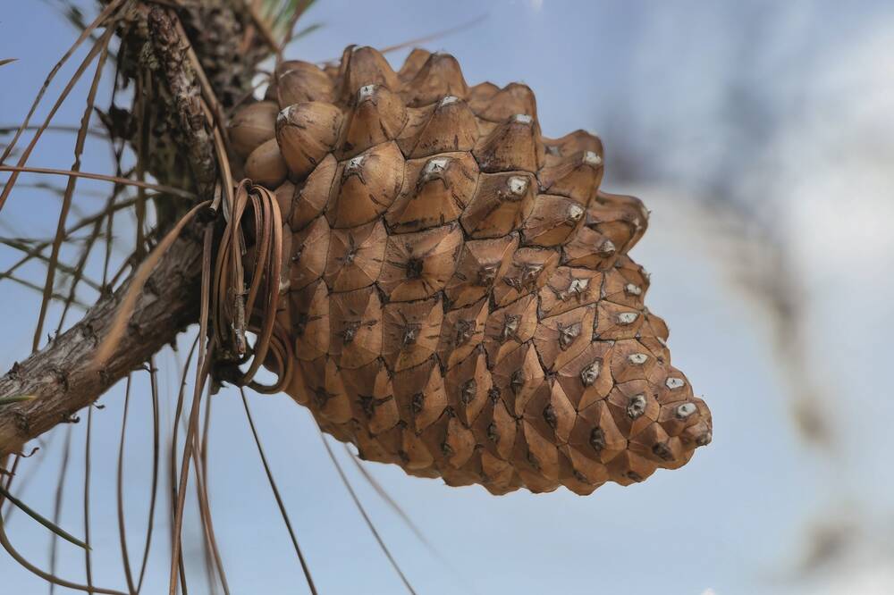 A close-up of a large pine cone still attached to the tree. It appears almost solid, with no gaps between the cone flakes.