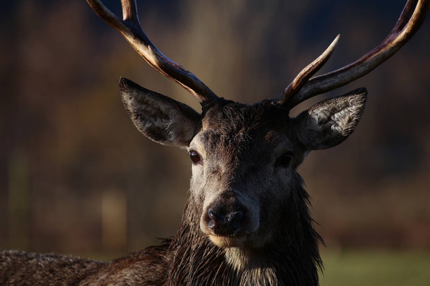 A close-up of the head of a red deer stag. It is looking directly at the camera. It has large furry ears, with smooth antlers rising above. Its dark fur beneath its paler face is quite shaggy.