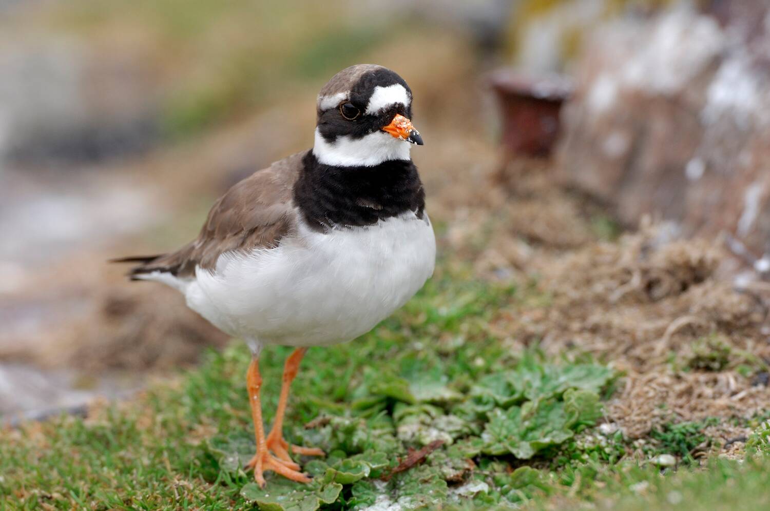 A small bird faces the camera, standing on small green plants by some rocks. It has a black and white head and neck, with a brown back and white tummy. It also has orange legs.