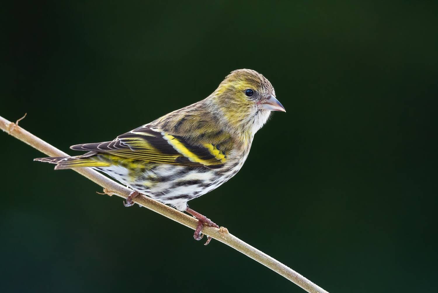 A small brown and yellow bird sits on a narrow twig, against a dark background. It looks like a small finch.