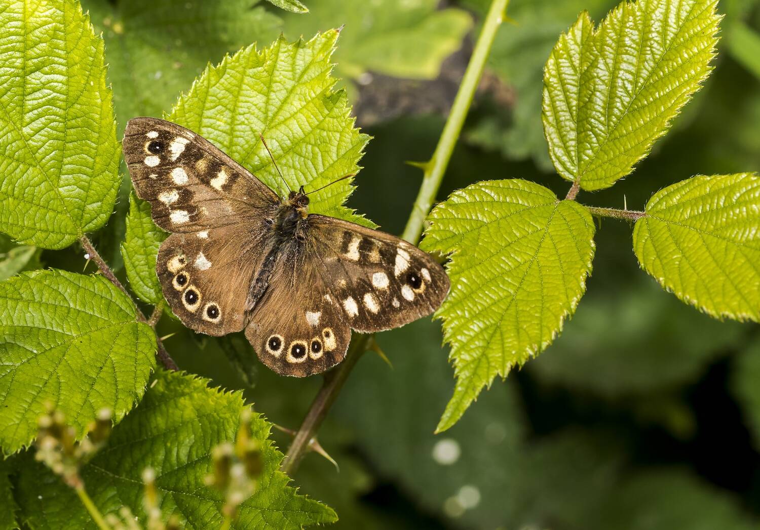A mostly brown butterfly, with white spots around the edge of its wings, rests with its wings wide open on some bright green leaves.