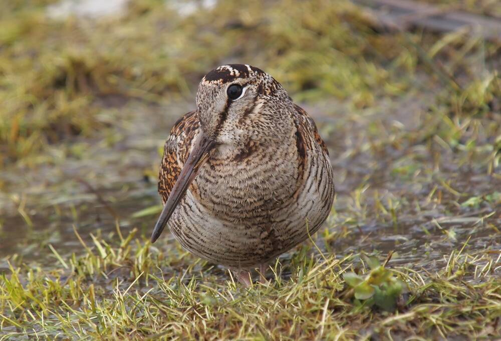 A very round, mottled brown, bird squats on the ground. It has a very long, straight bill, and a large black eye.