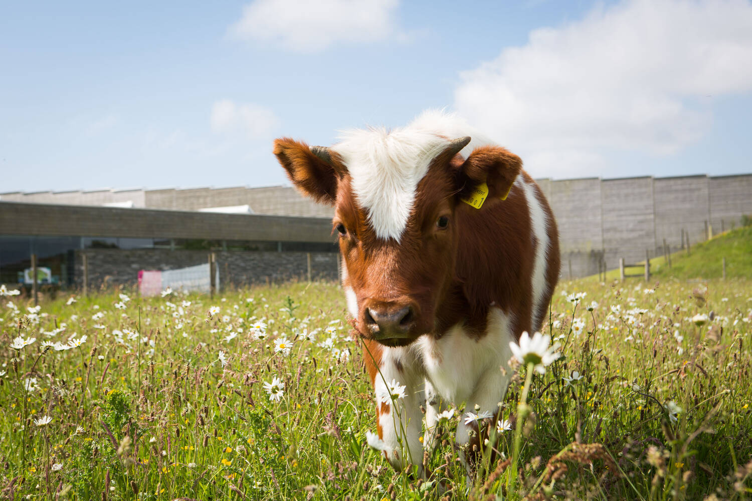 A Shetland calf is standing in a meadow, with Culloden Visitor Centre in the background.