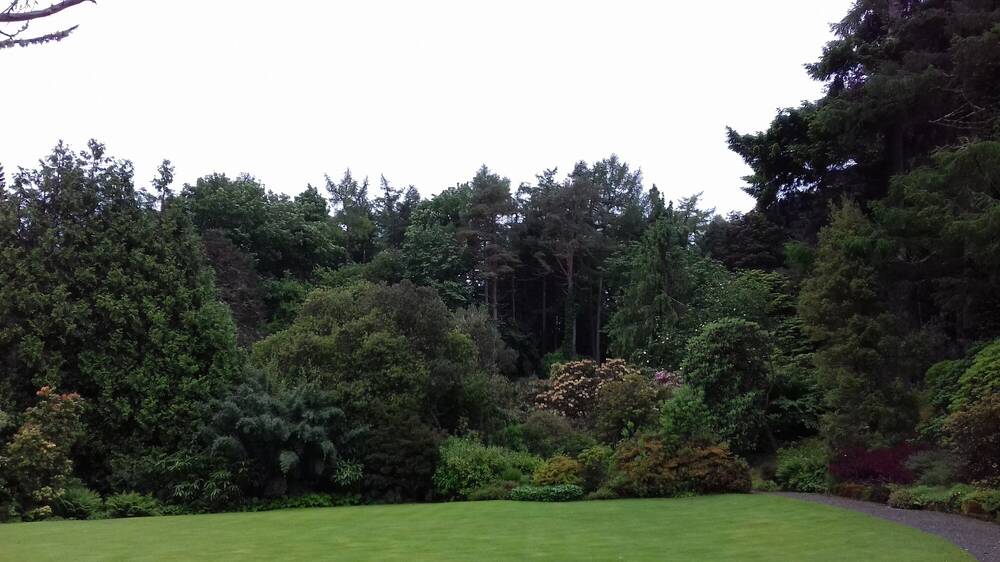A garden with large rhododendron bushes and a woodland behind them.