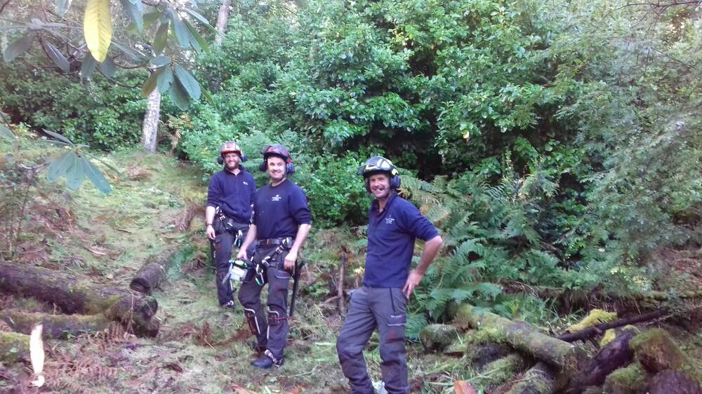 Three arborists standing in a mixed woodland, wearing blue working gear and wearing helmets.