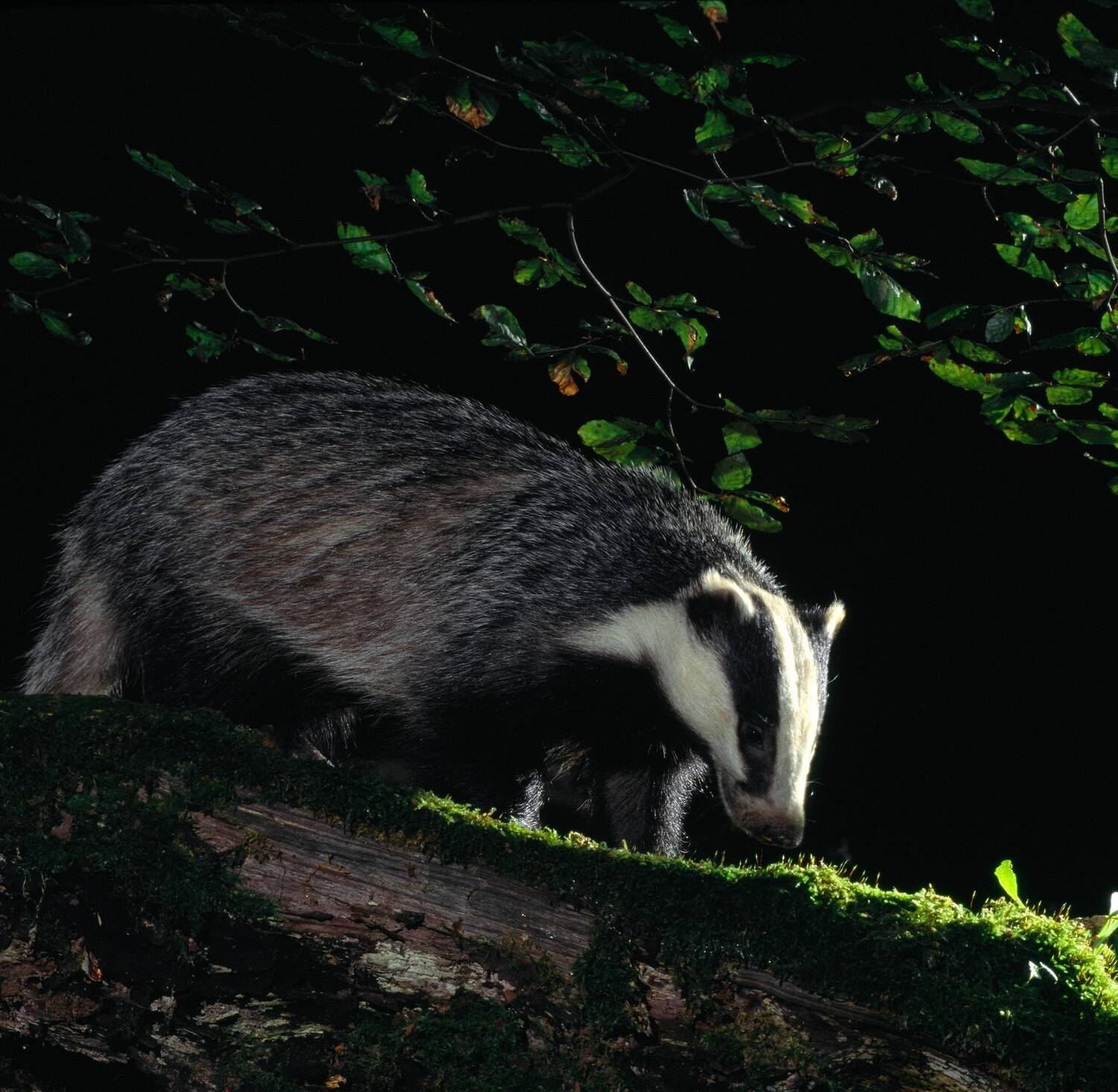 A large badger walks beside a long, moss-covered log in woodland, in very low light.