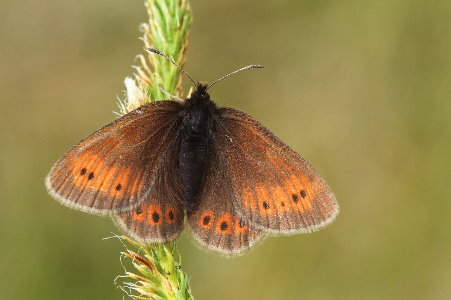 A mountain ringlet butterfly perches on a tuft of grass, its wings spread wide. It is mostly brown but has an orange stripe at the edge of each wing, with brown spots in.