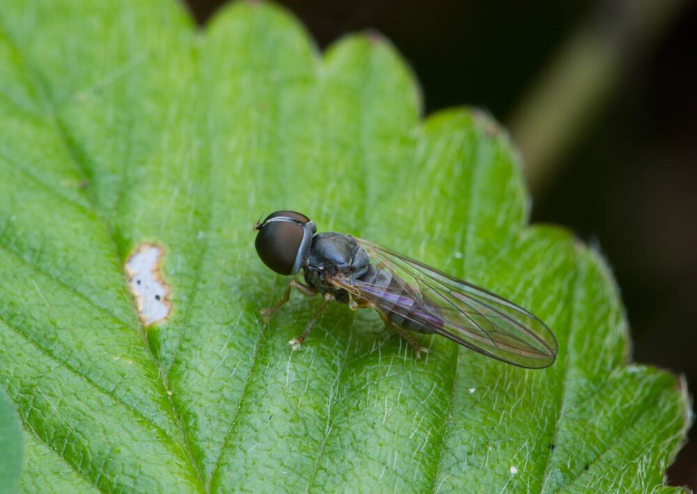 Close-up of a big-headed fly on a leaf.