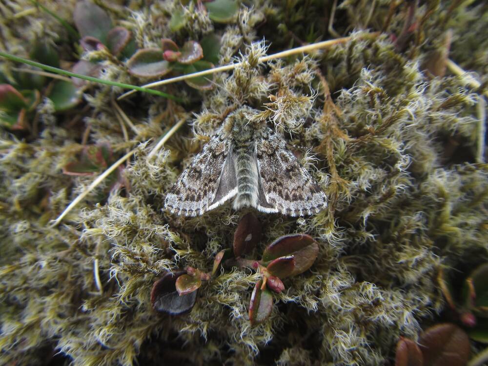 Broad-bordered white underwing moth camouflaged against its background of vegetation.