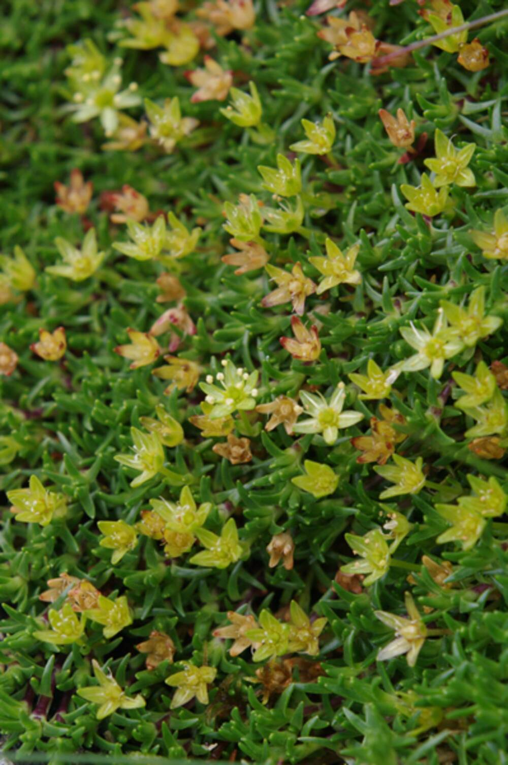 A close-up of a small yellow-flowered alpine plant.