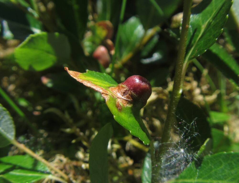 A red bulbous gall on a leaf of mountain willow