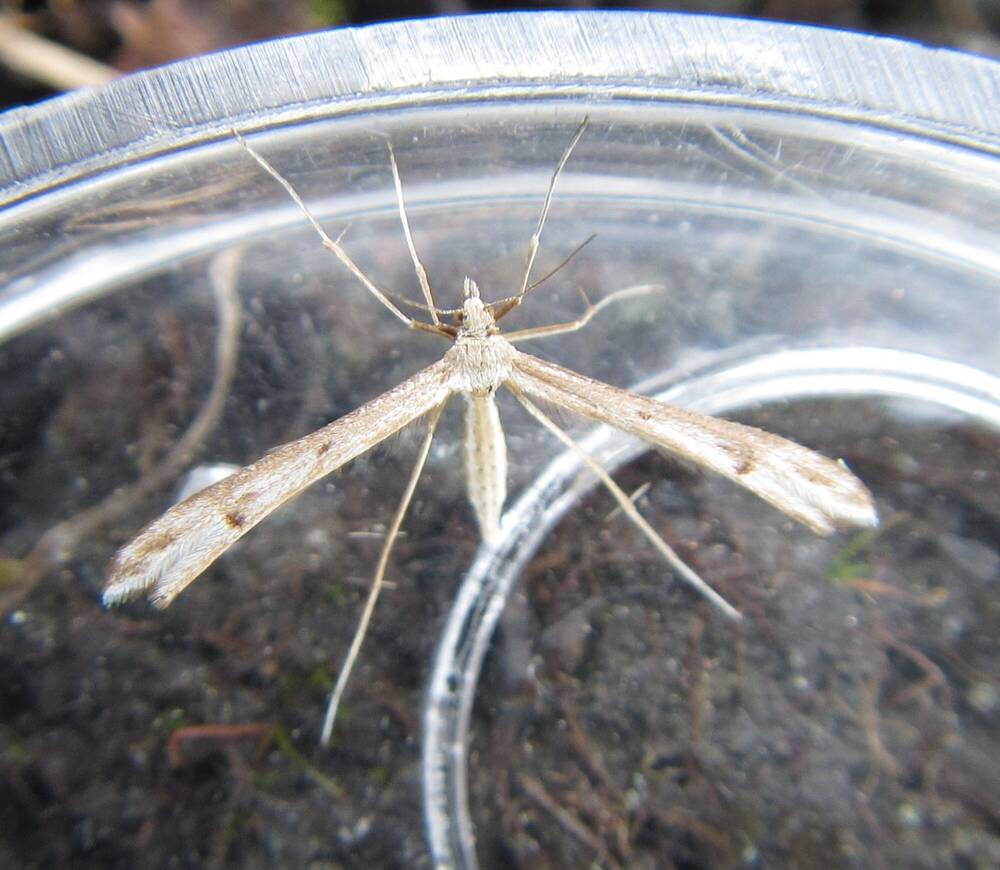 Close-up of a mountain plume moth in a plastic dish