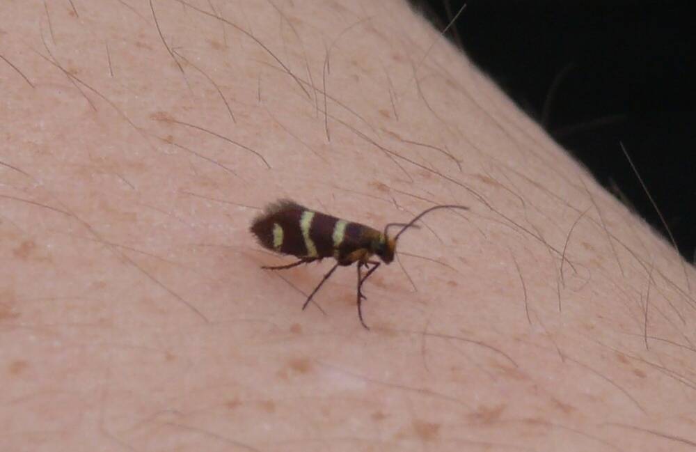 Close-up of a Micropterix aureatella moth on a person's arm.