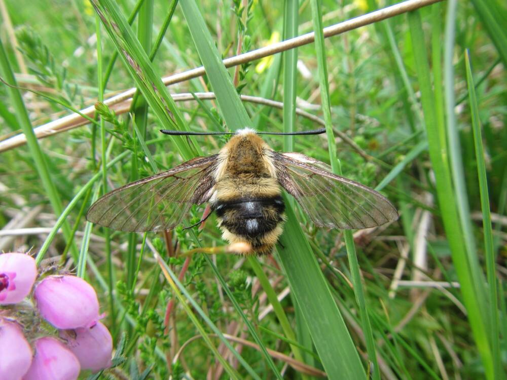 Narrow-bordered bee hawk-moth flying close to a flower.