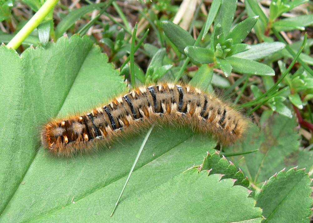 Brown hairy caterpillar on a green leaf.