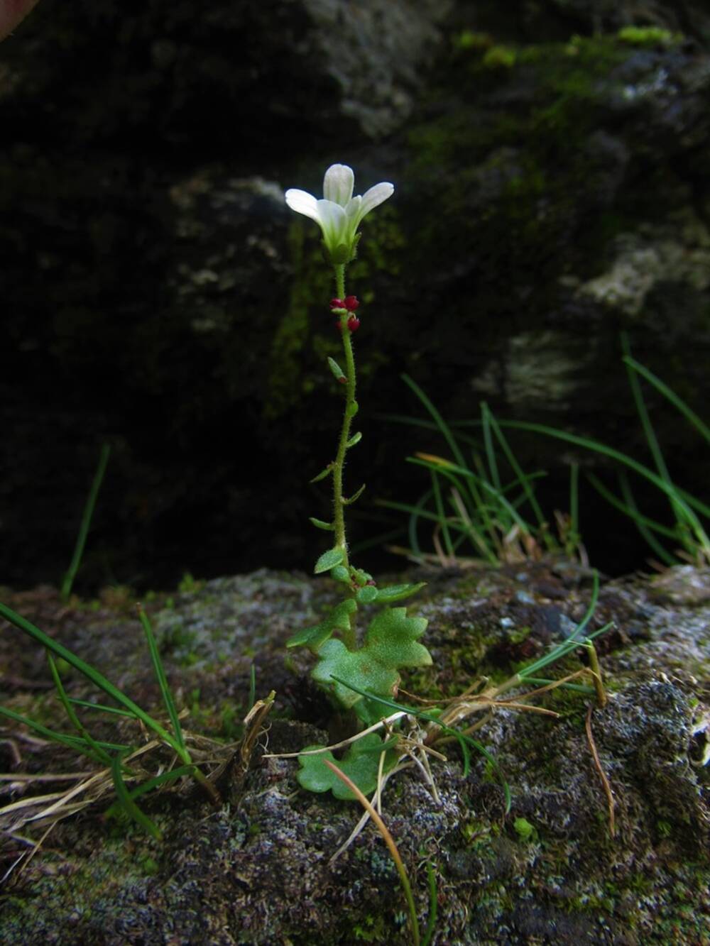 An upright white-flowered alpine plant growing in a rocky landscape.