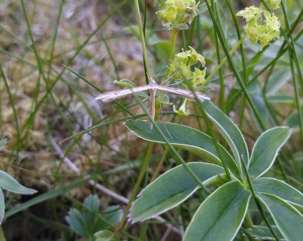 Mountain plume moth on alchemilla plant.