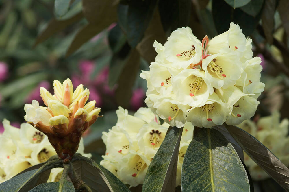 Rhododendron Macabeanum
