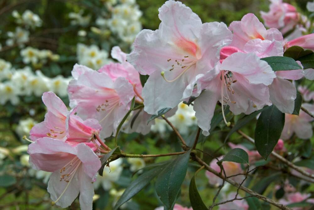 Rhododendron Maddenia