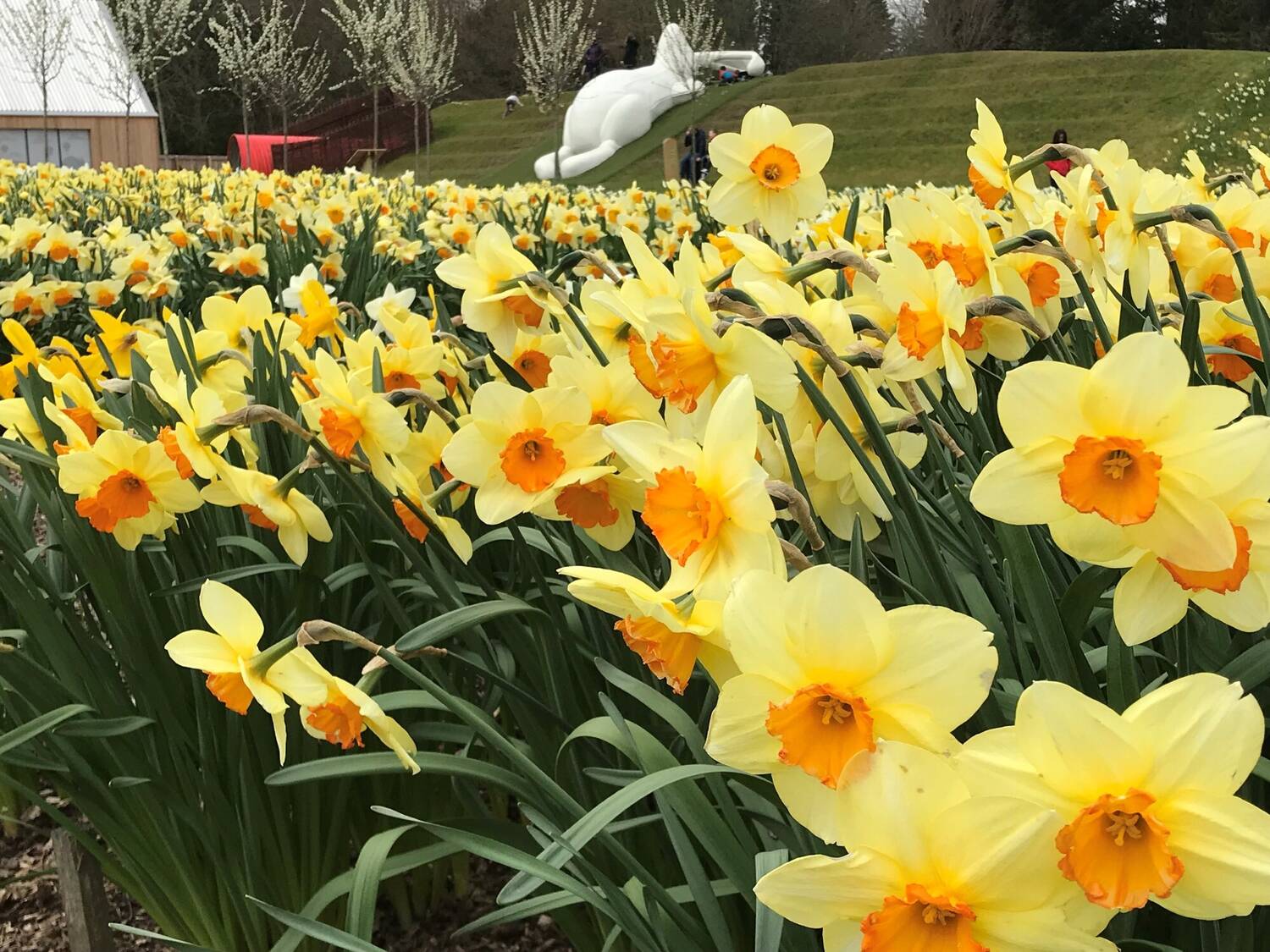 A host of golden daffodils, with deep yellow trumpets, grow beside a grassy bank at Brodie Castle. In the distance a large white bunny model can be seen lying on the bank.