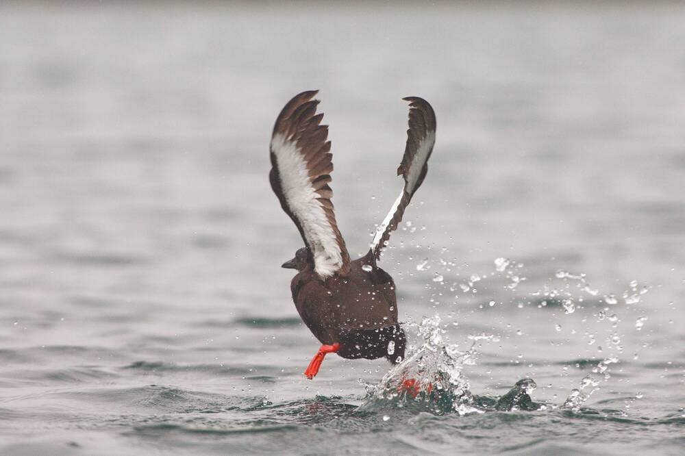 A black guillemot takes off from the waters around Canna