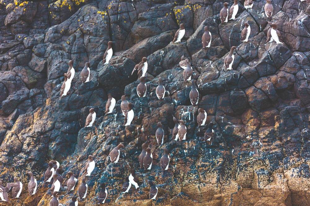A colony of guillemots are perched on ledges on the side of a cliff.