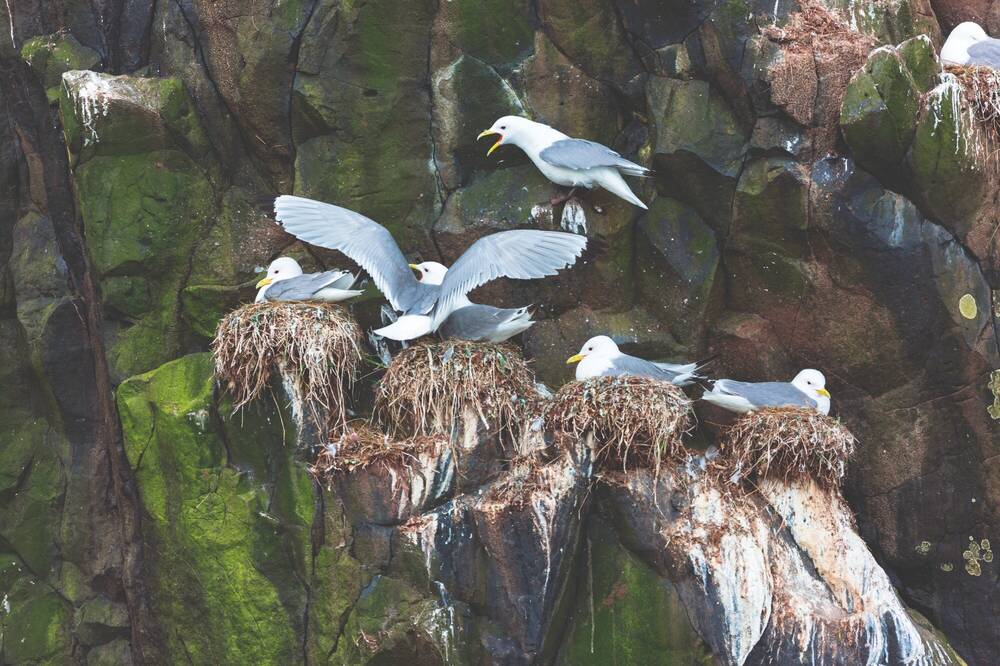 Kittiwakes on nests on the side of a cliff