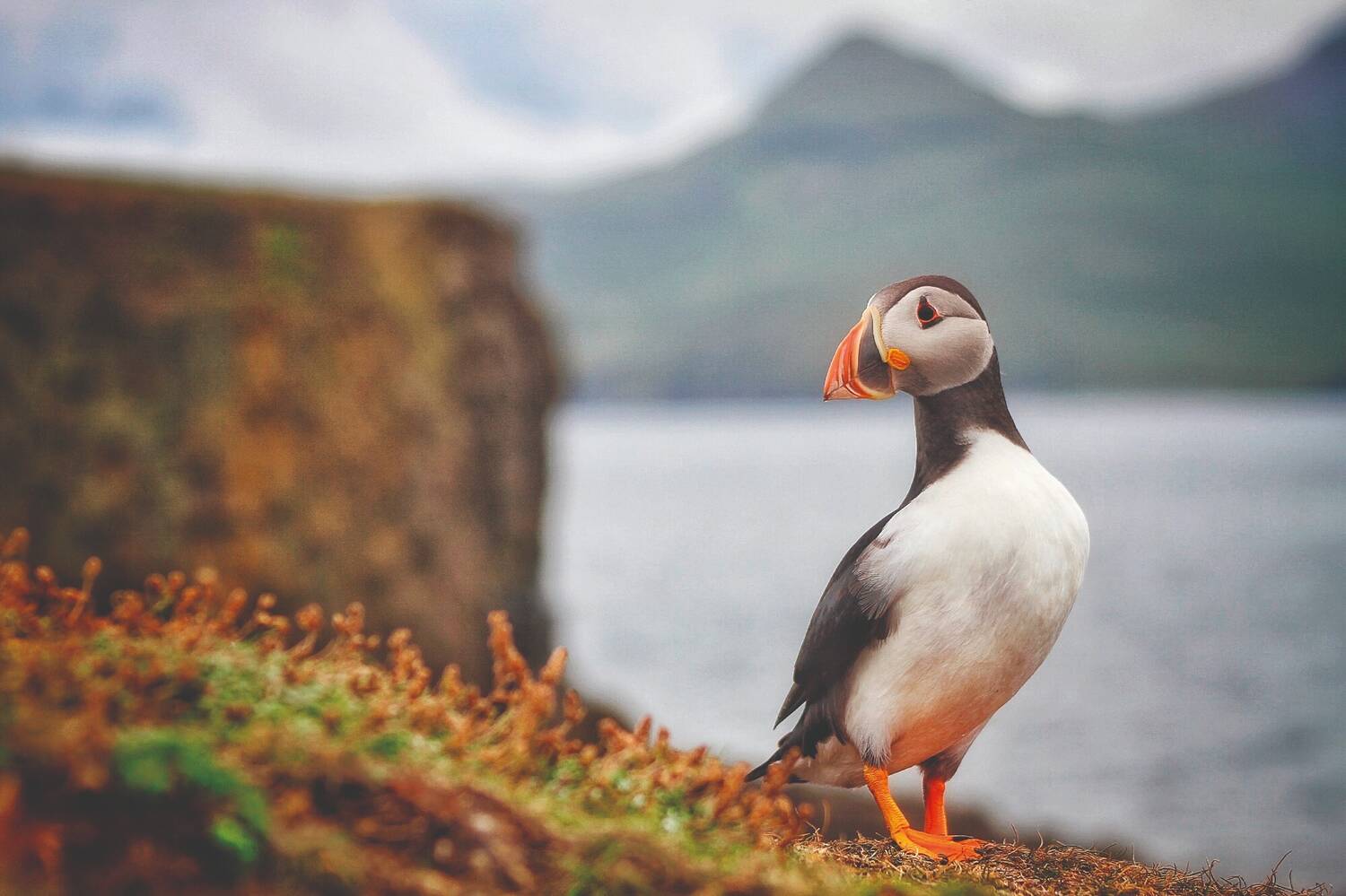 A puffin with a brightly coloured beak stands on a grassy slope on an island.