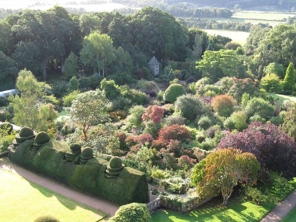 Aerial view of a garden with a topiary yew hedge. Behind it is a woodland garden with trees of varying sizes and colours.