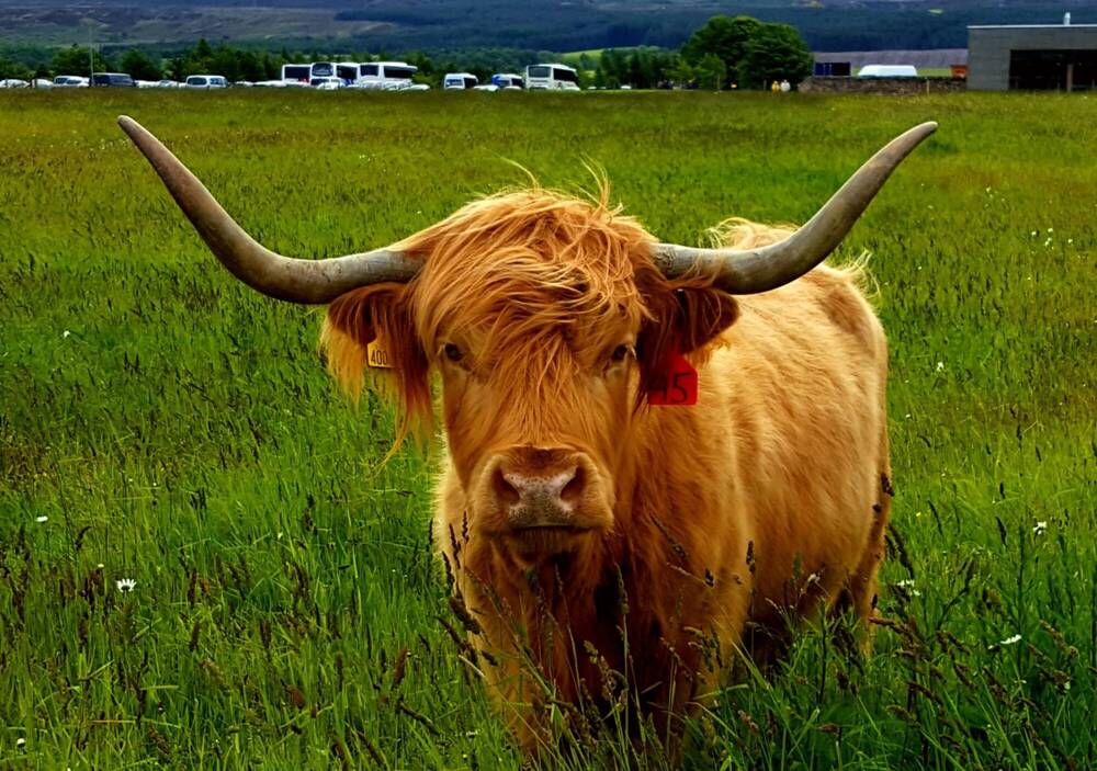 A Highland cow with large horns standing in field with long grass.