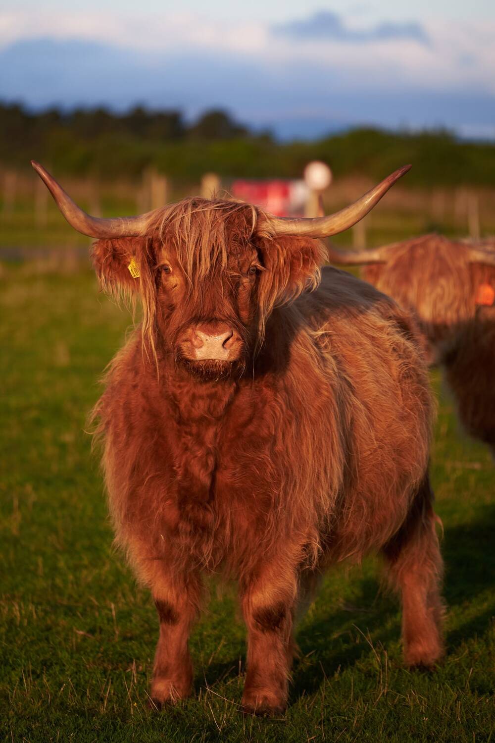 A Highland cow standing in a green field, with another Highland cow in the background.
