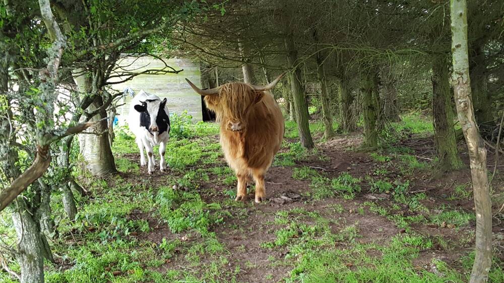 A Highland cow and a white and black cow are walking through some woodland.