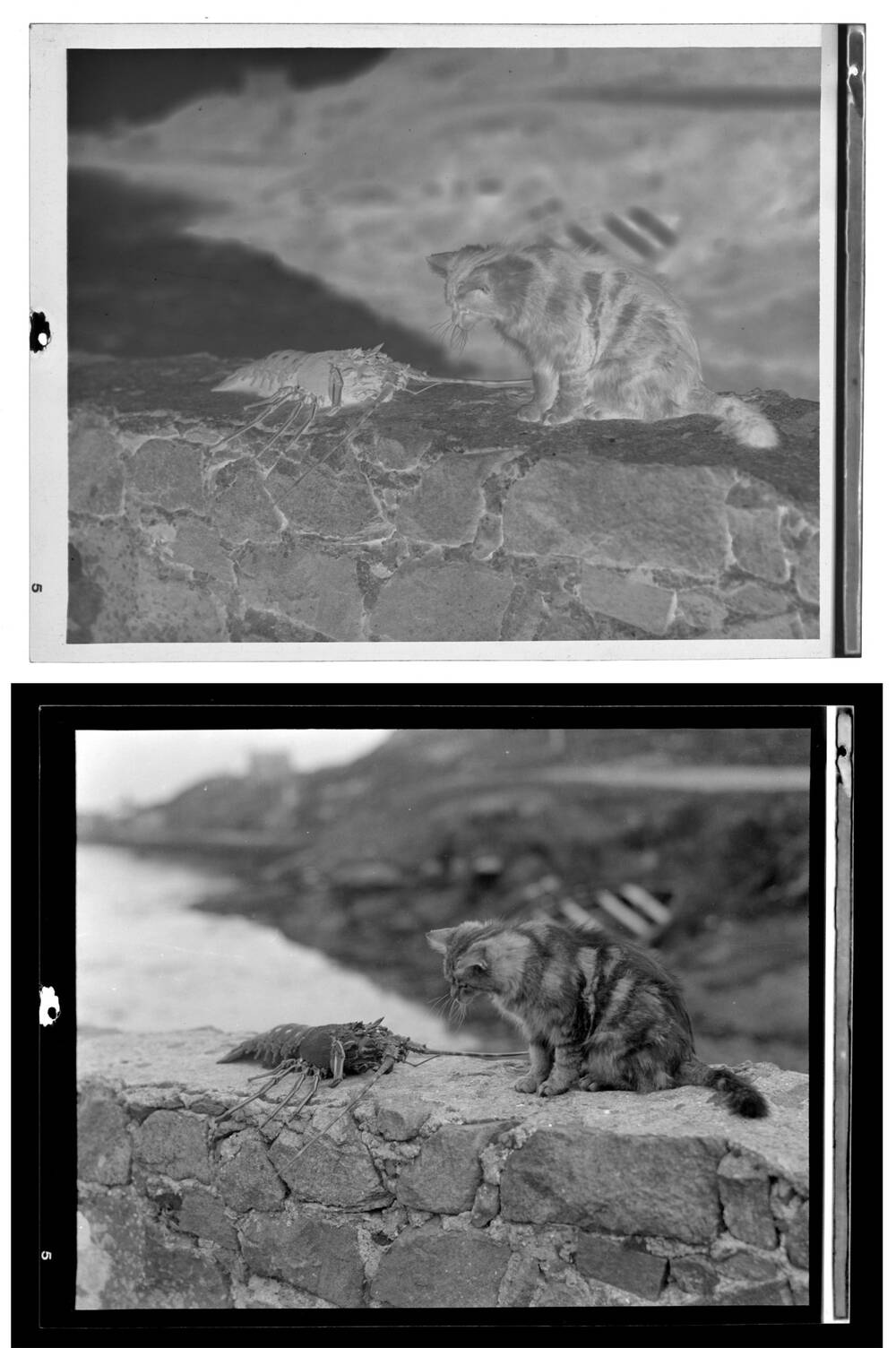 A black and white photo in negative and positive of a cat and a crayfish facing each other on a wall, with the sea behind.