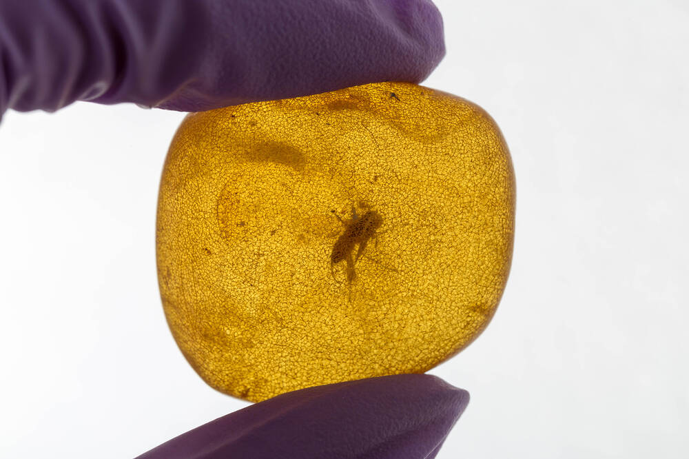 An insect trapped in amber