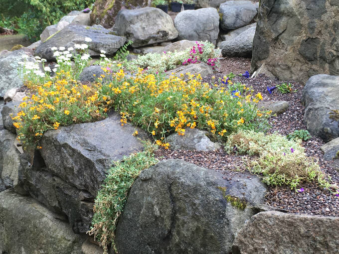 Yellow and white plants cascading over rocks in a rock garden