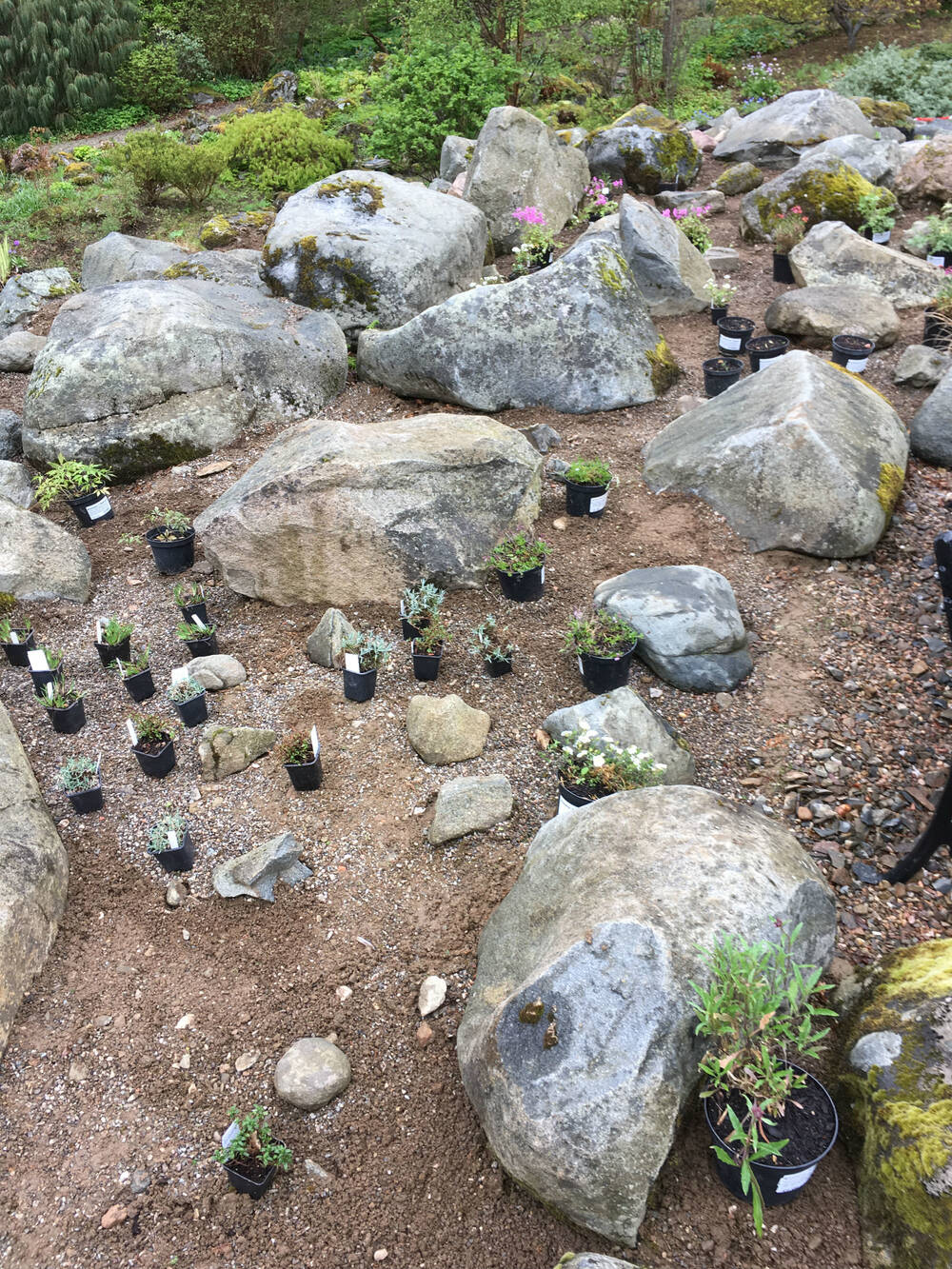A rock garden with small pots of plants dotted around ready to be planted