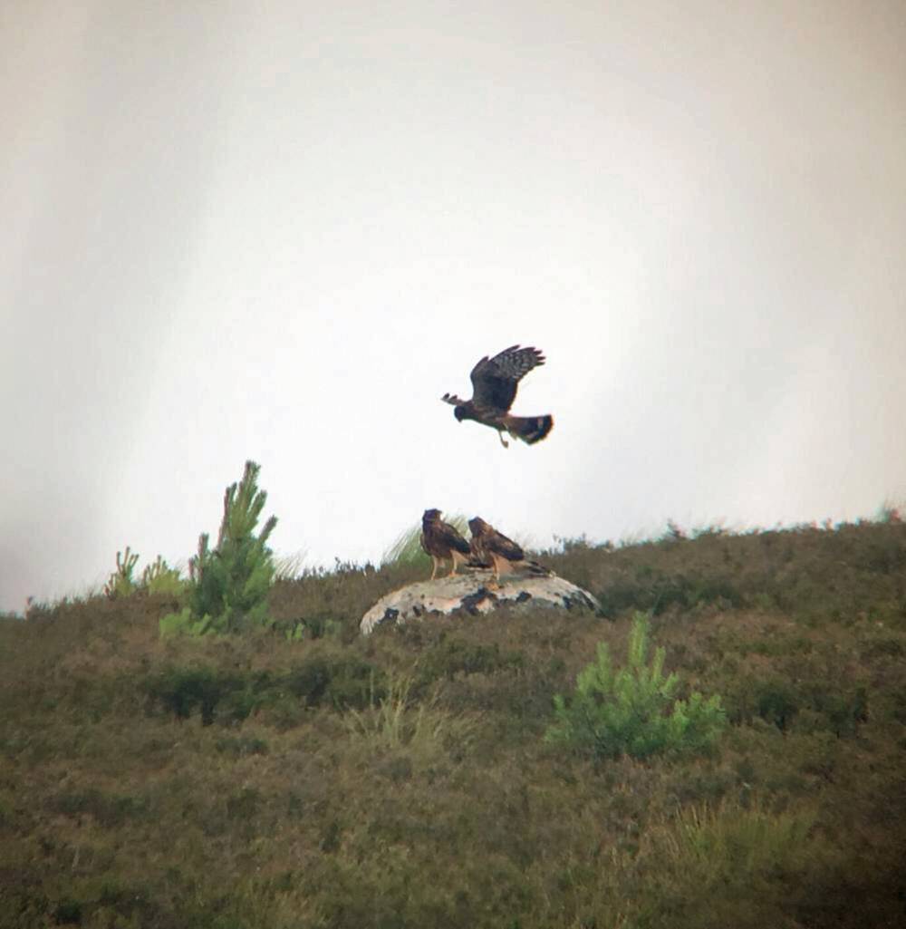 Fledgling hen harriers flying low over moorland.