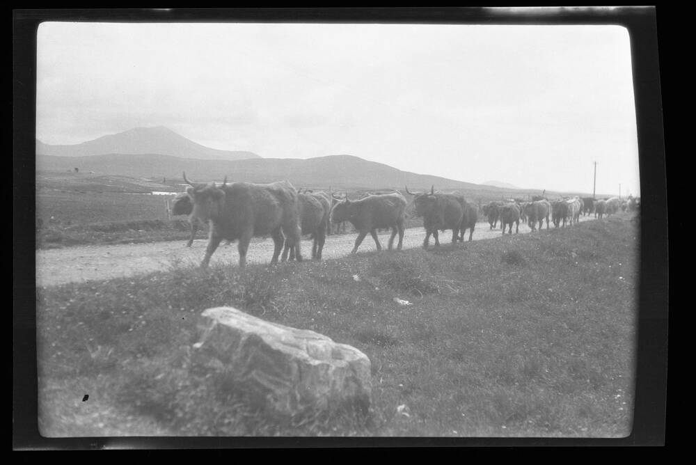 Cows walking to market at Gerinish, South Uist