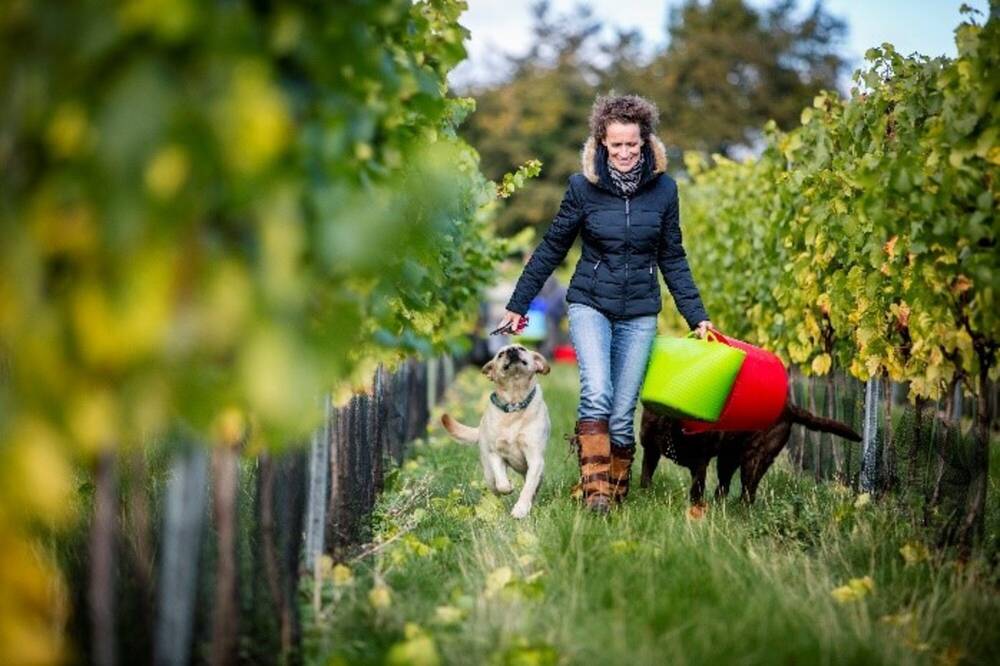 A woman is walking through a vineyard accompanied by a dog.