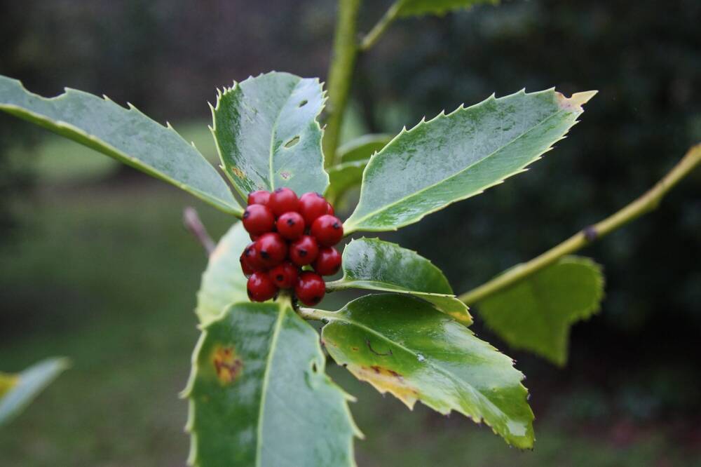Close-up of a cluster of red berries on a holly branch.