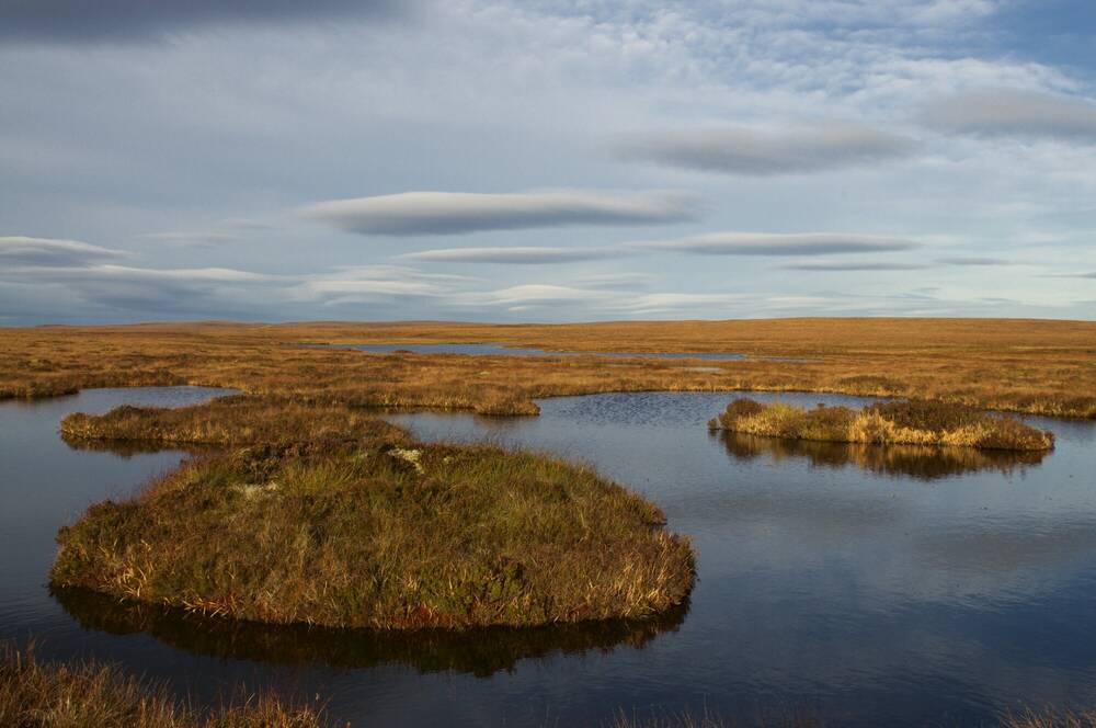 A flat landscape, with peat bogs surrounded by pools of water.